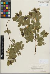 Foto von Salix myrsinifolia Salisb.
